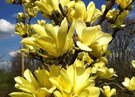 magnolia yellow bird